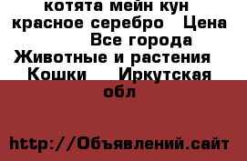 котята мейн кун, красное серебро › Цена ­ 30 - Все города Животные и растения » Кошки   . Иркутская обл.